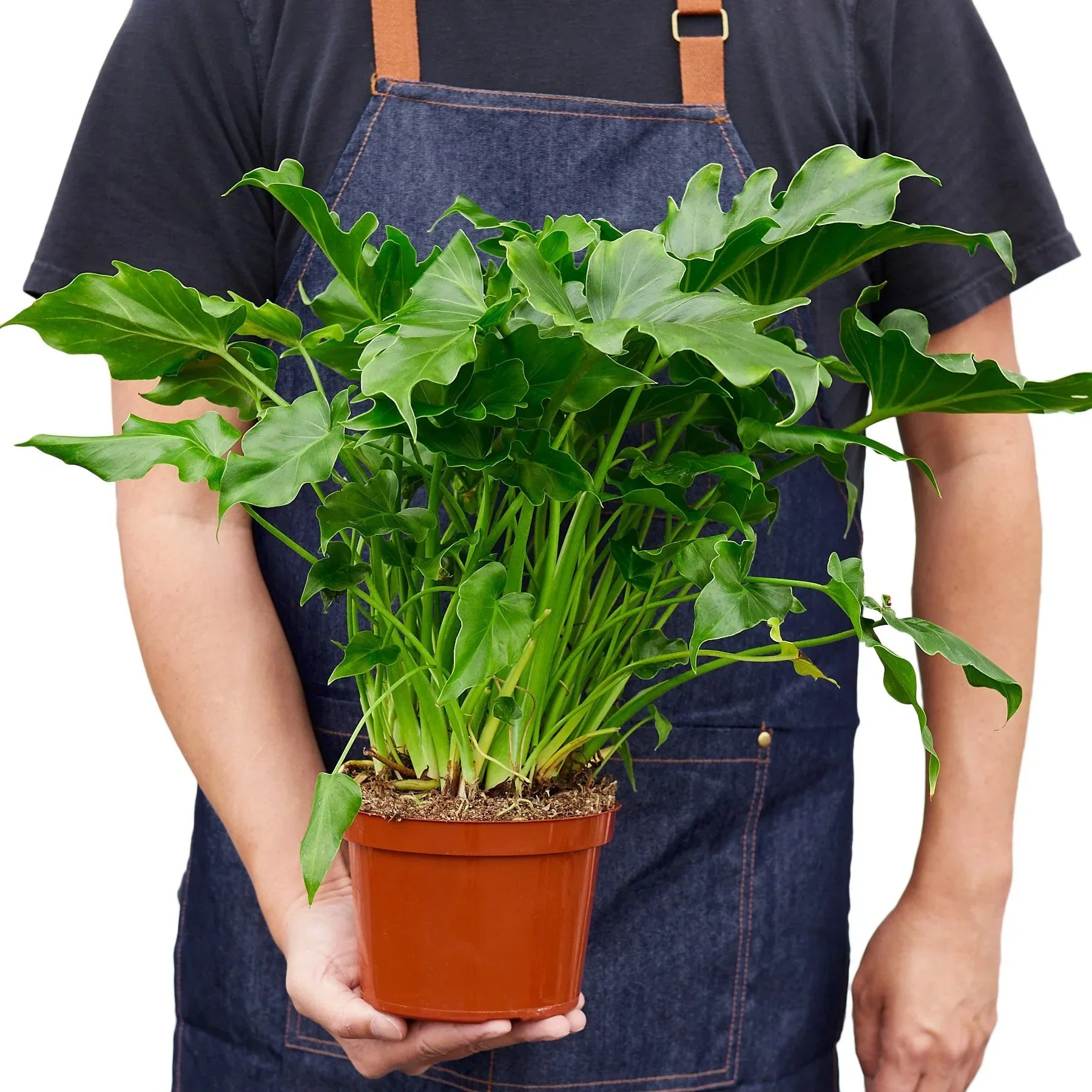 Philodendron Little Hope plant with lobed green leaves in pot on Tampa Home & Garden Store