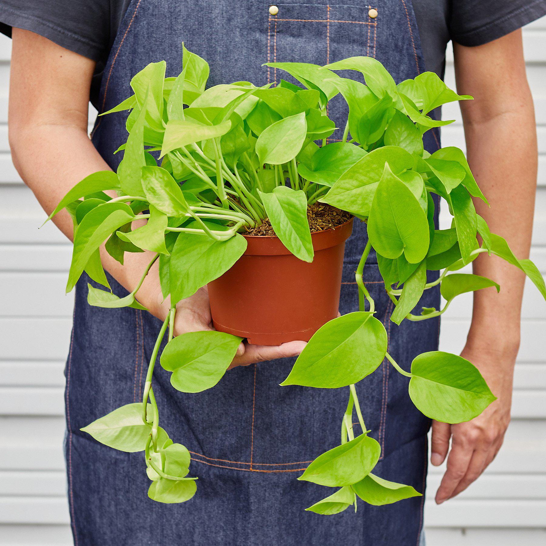 Pothos Neon indoor plant in a pot with bright neon-green leaves from Rooted Treasures Farms on Tampa Home & Garden Store