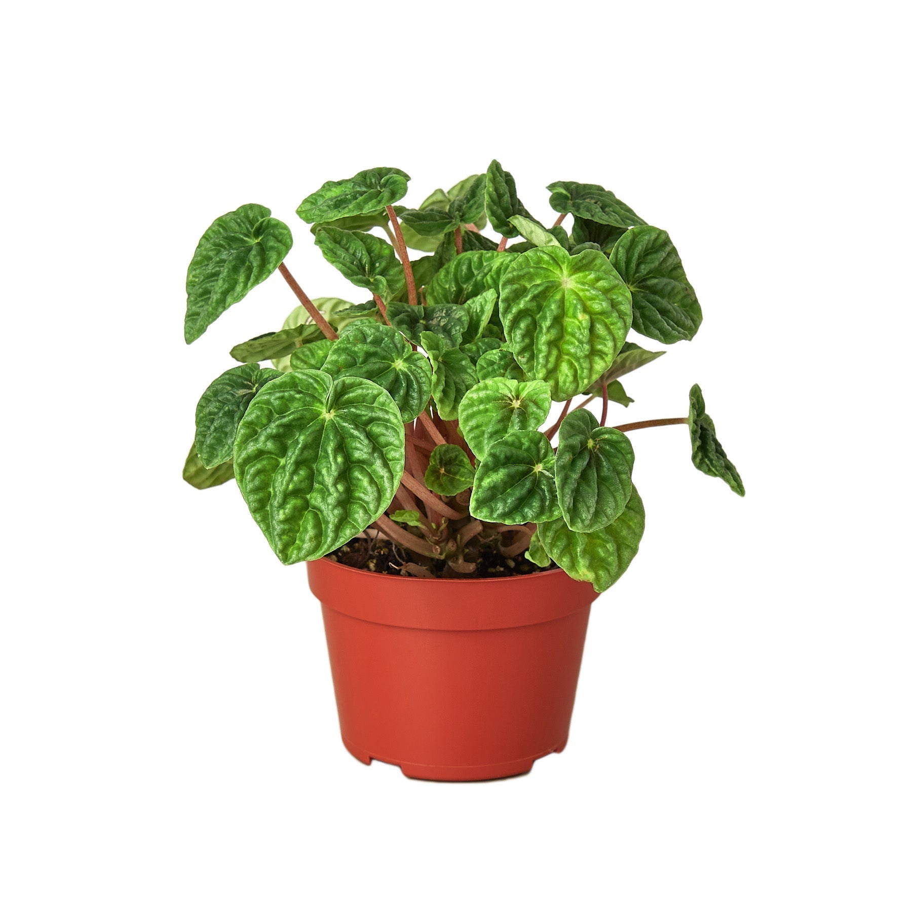 Peperomia Ripple plant in 4-inch nursery pot with green, textured leaves and red stems on Tampa Home & Garden Store