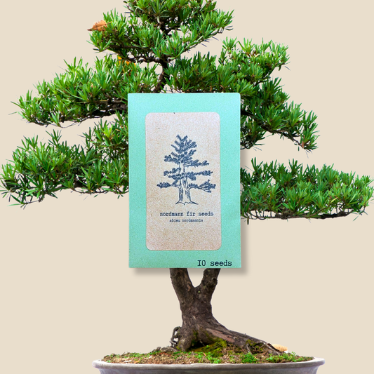 Semillas de Abies Nordmannia 'Abeto de Nordmann'