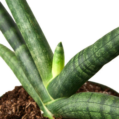 Snake Plant Starfish indoor plant with green variegated leaves, Rooted Treasures Farms on Tampa Home & Garden Store