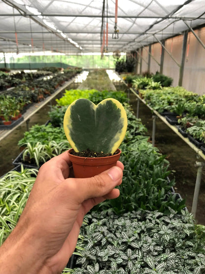 Hoya Sweetheart Variegated Indoor Houseplant