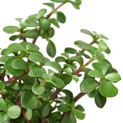 Succulent Elephant Bush by Rooted Treasures Farms, green rounded leaves on reddish stems on Tampa Home & Garden Store