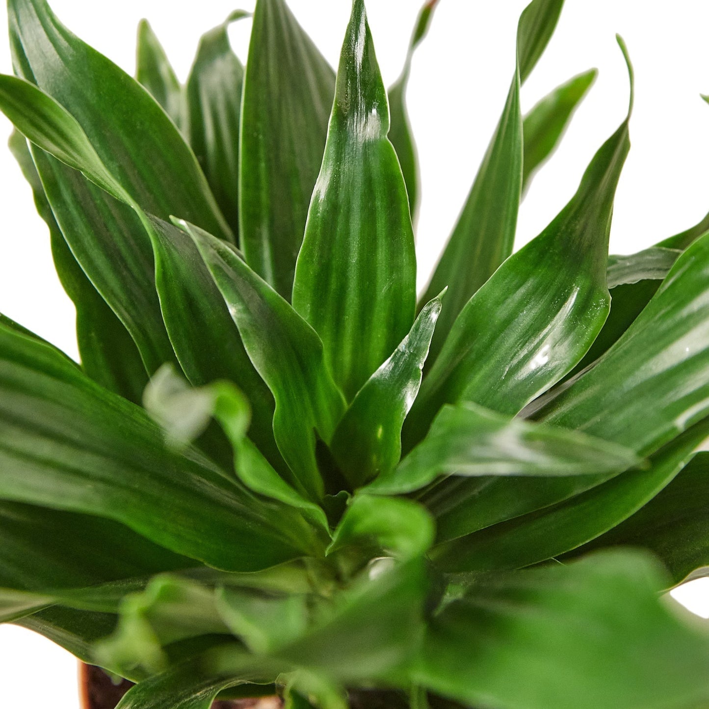 Dracaena Janet Craig in 6-inch pot with dark green glossy leaves Rooted Treasures Farms on Tampa Home & Garden Store