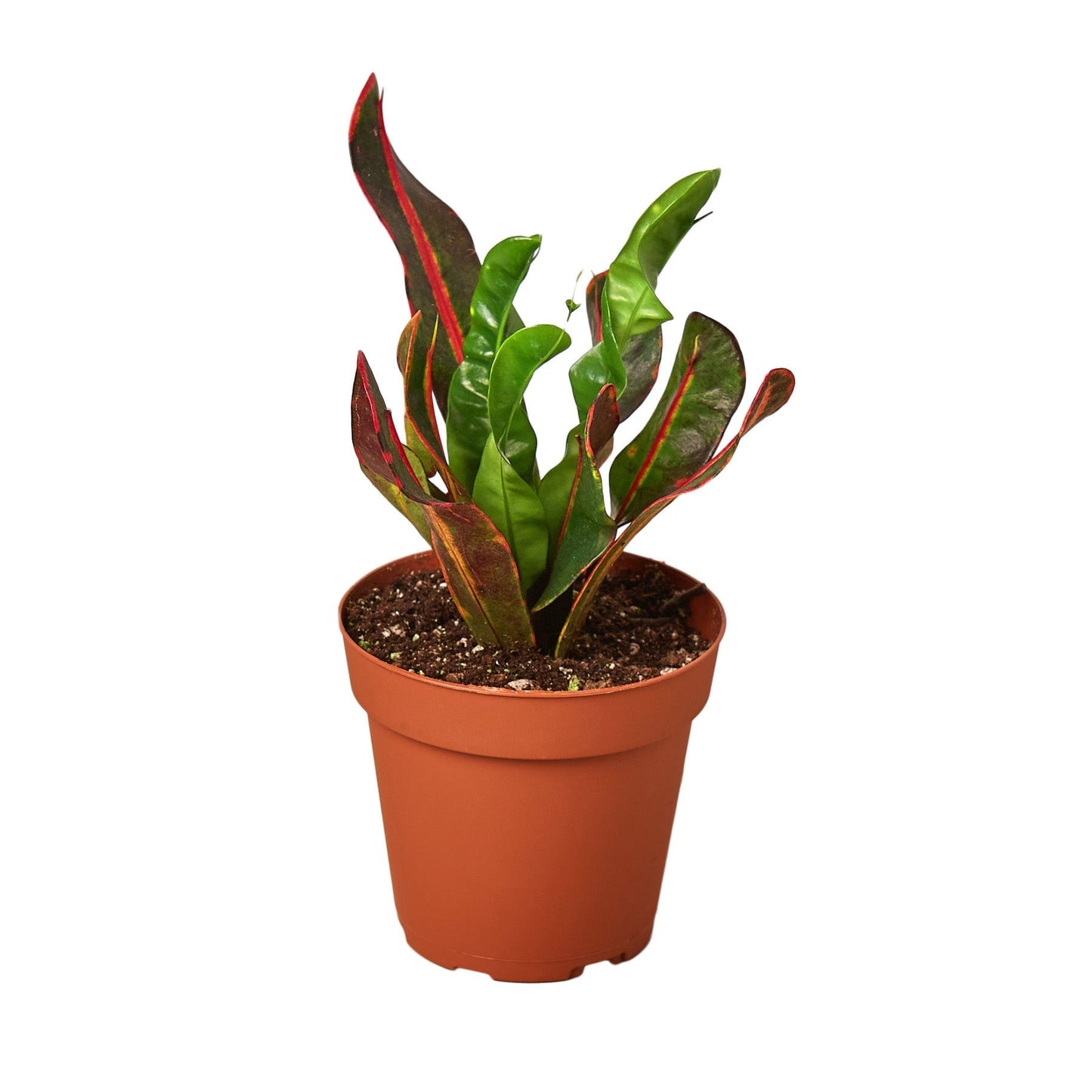 Croton Mammy indoor plant in a 4-inch nursery pot with red-edged green leaves on Tampa Home & Garden Store