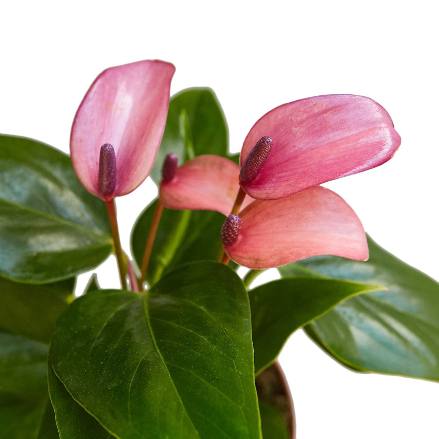 Anthurium Purple 4-inch plant by Rooted Treasures Farms, pink spathes and purple spadix on Tampa Home & Garden Store
