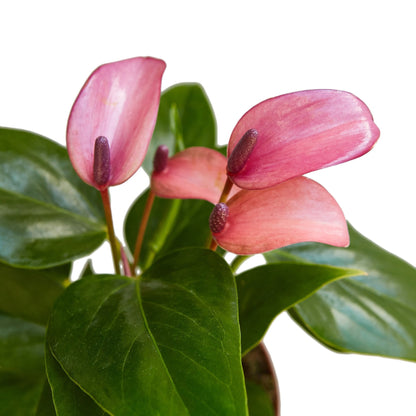 Anthurium Purple 4-inch plant by Rooted Treasures Farms, pink spathes and purple spadix on Tampa Home & Garden Store