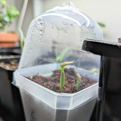 Adenium Obesum 'Desert Rose' Seeds