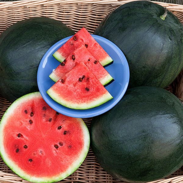 Blacktail Mtn watermelon seeds Seedtime Store dark green melons with red flesh slices on a plate on Tampa Home & Garden Store