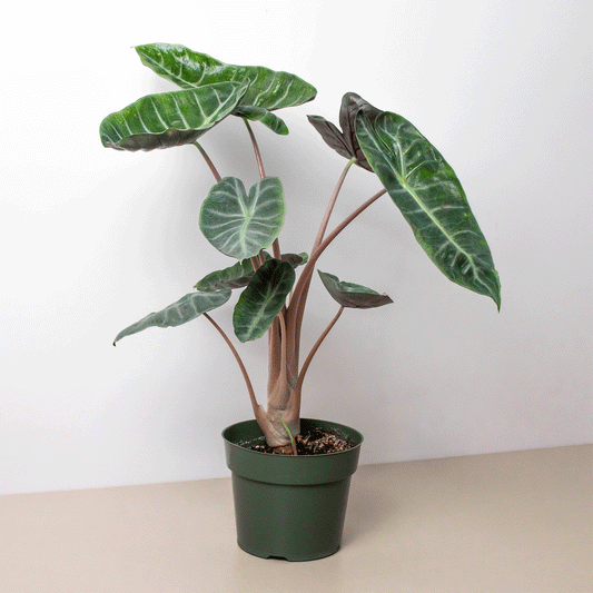 Alocasia Pink Dragon indoor plant with green leaves and pale venation House Plant Shop on Tampa Home & Garden Store