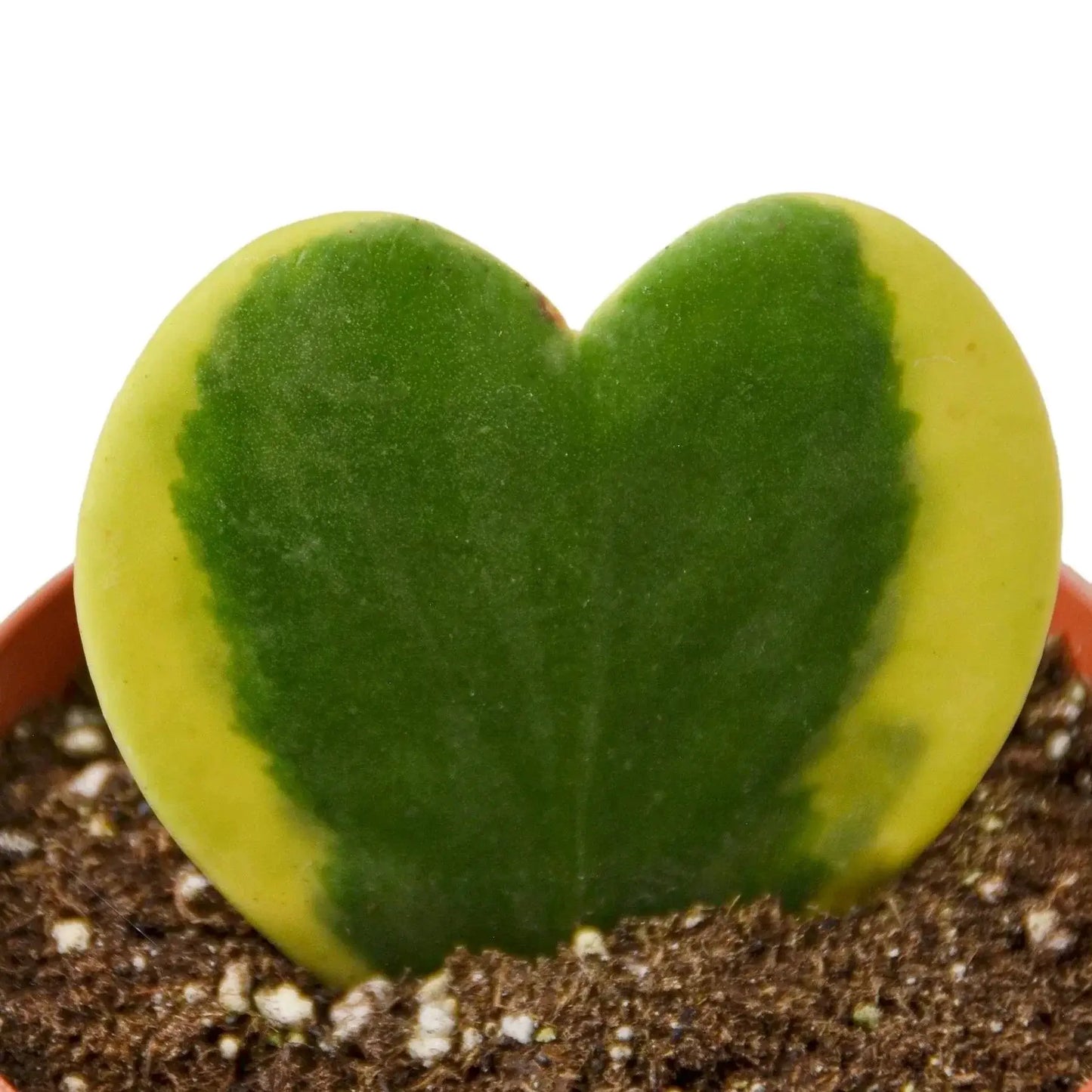 Hoya Sweetheart Variegated Indoor Houseplant