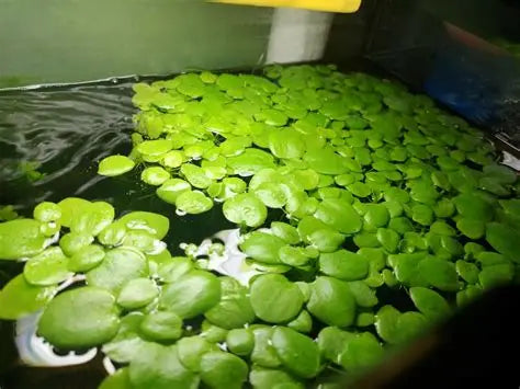 Amazon Frogbit 6 plants floating aquatic plants AquaHorizon in a fish tank on Tampa Home & Garden Store