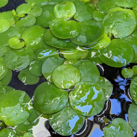 Amazon Frogbit aquatic plants AquaHorizon six floating bright green round leaves on water on Tampa Home & Garden Store