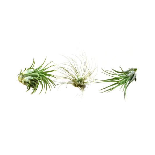 Air Plant 3 Pack: trio of Tillandsia air plants, 2–3 in each, green varieties on Tampa Home & Garden Store