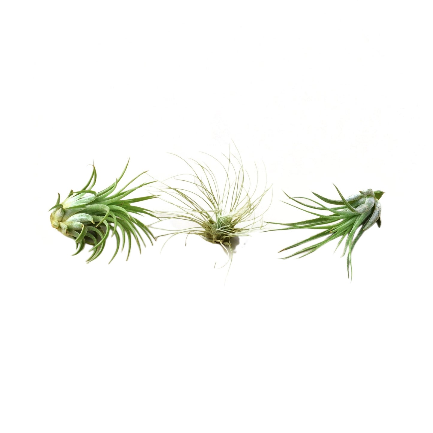 Air Plant 3 Pack: three 2–3 in Tillandsia varieties in green Rooted Treasures Farms on Tampa Home & Garden Store