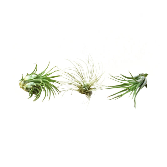 Air Plant 3 Pack: three 2–3 in Tillandsia varieties in green Rooted Treasures Farms on Tampa Home & Garden Store