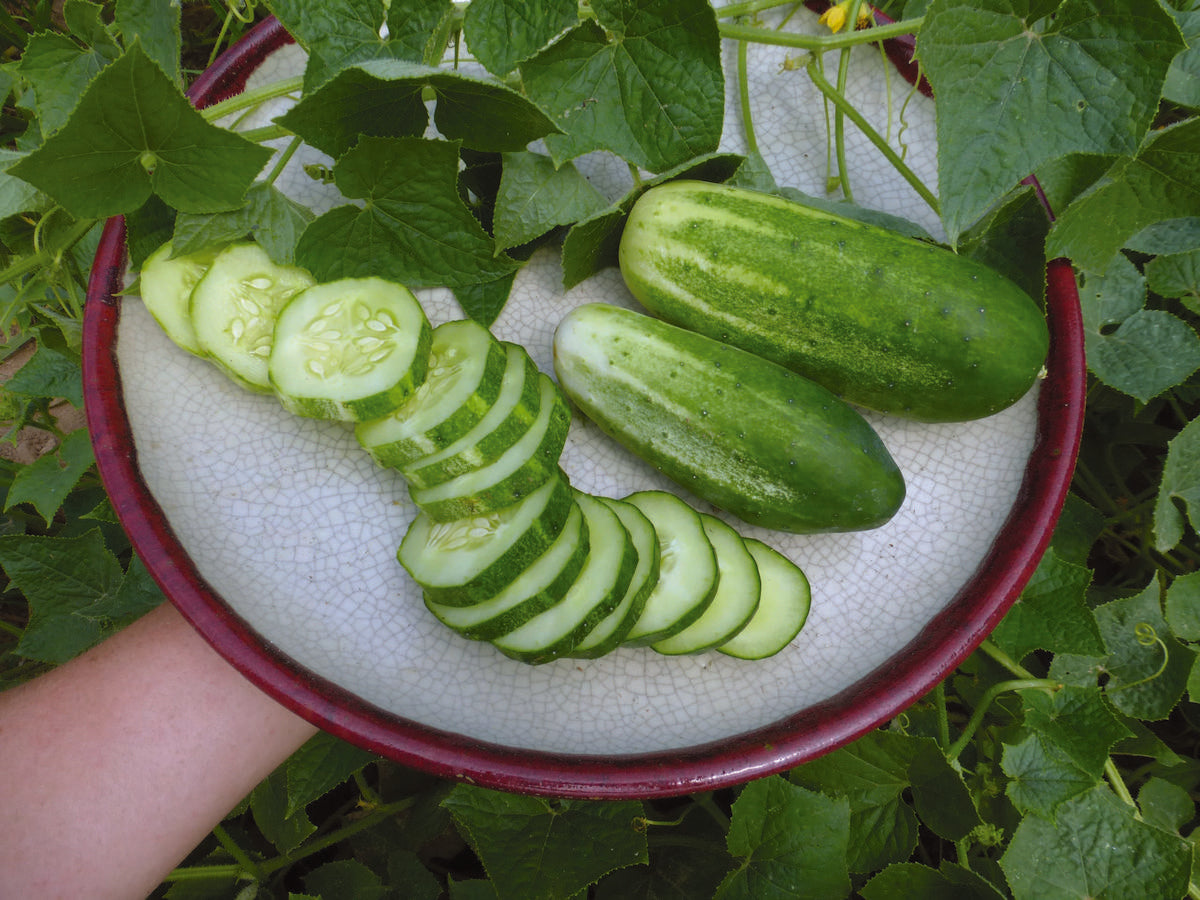 Arkansas Little Leaf Pickling Cucumber seeds Seedtime two green cucumbers and sliced rounds on Tampa Home & Garden Store