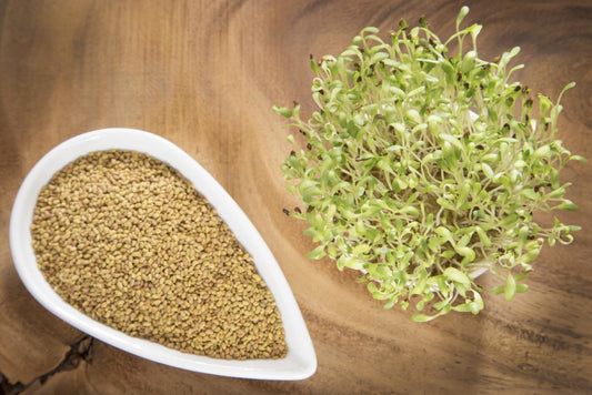 Alfalfa Seeds – Organic Sprouting Seeds – Non-Gmo Premium Alfalfa Seeds – Rich in Vitamins, Minerals, Fiber