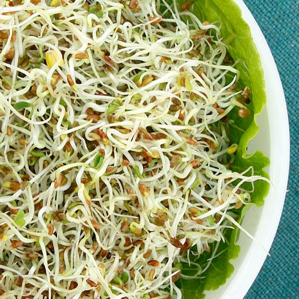 Alfalfa Sprouting Seeds in fresh sprouts on lettuce in a white bowl Seedtime Store on Tampa Home & Garden Store