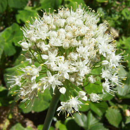 Garlic chives inflorescence with white star blooms on a green stem Seedtime Store seeds on Tampa Home & Garden Store