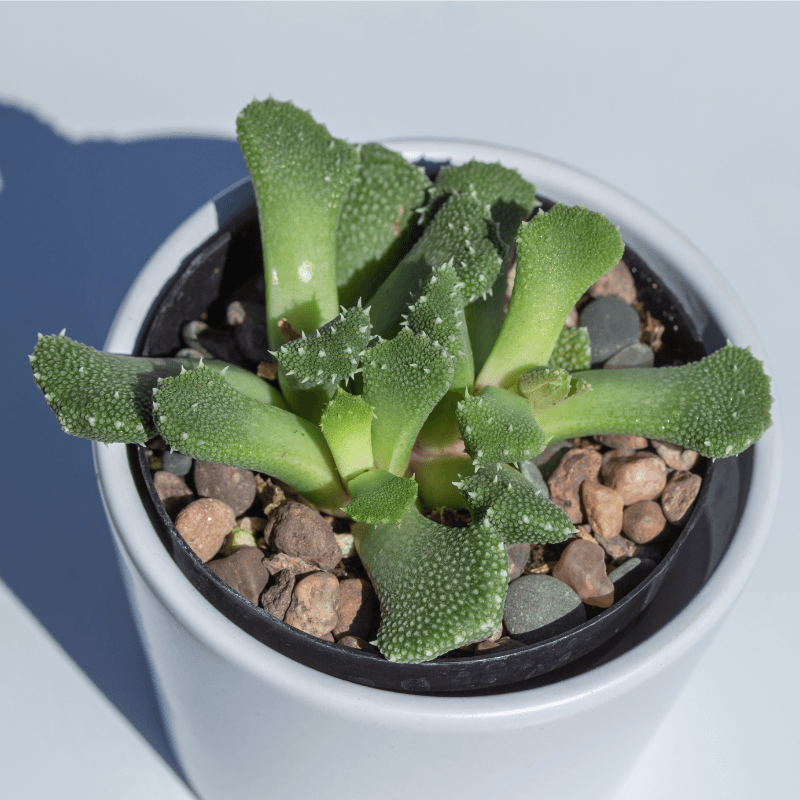 Mezcla de semillas de Aloinopsis