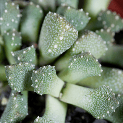 Mezcla de semillas de Aloinopsis