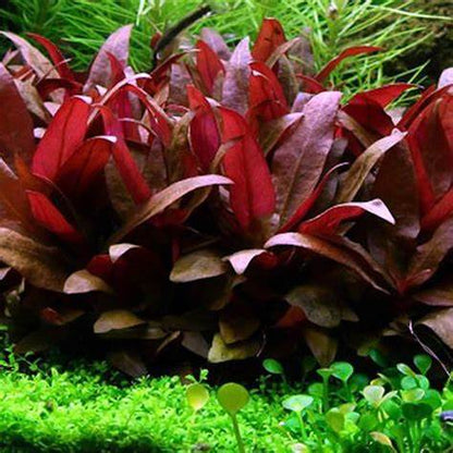 Alternanthera Reineckii "mini" (6+ tiges)