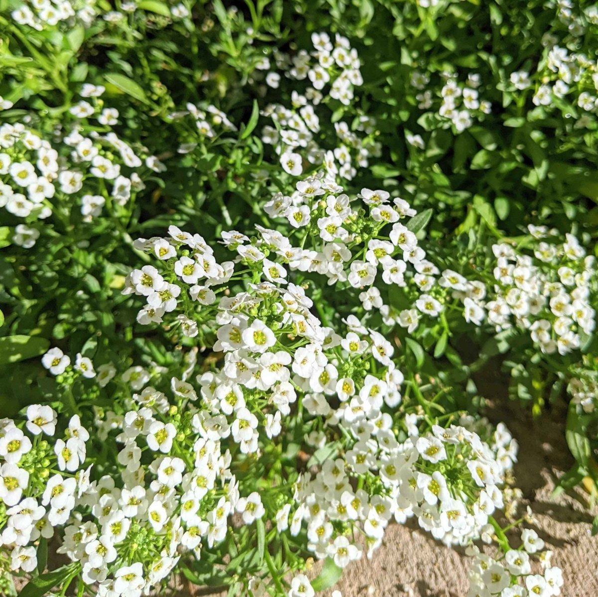 Graines d'alysson