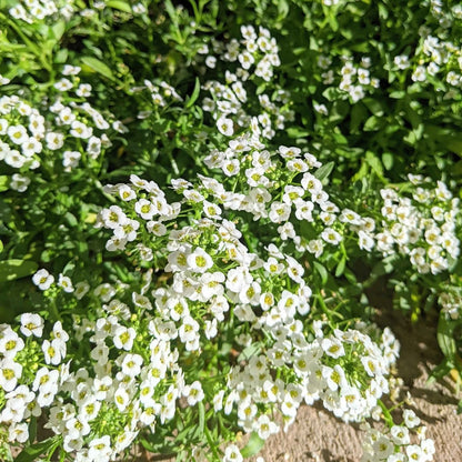 Graines d'alysson