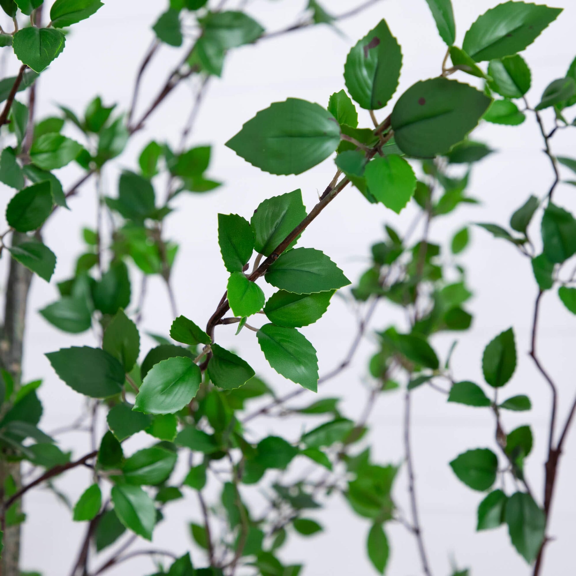 10' Minimalist Citrus Artificial Tree green serrated leaves on brown stems Nearly Natural on Tampa Home & Garden Store