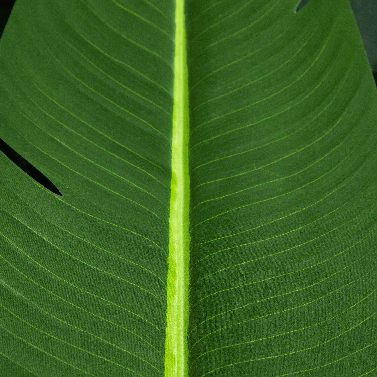 Traveler's palm leaf close-up from Nearly Natural artificial tree, vivid green on Tampa Home & Garden Store