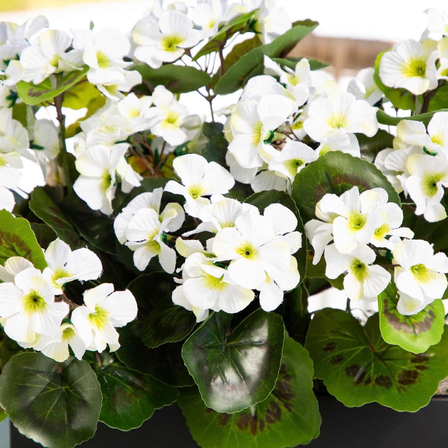 Artificial Geranium in Rectangular Planter UV Resistant (Indoor/Outdoor)