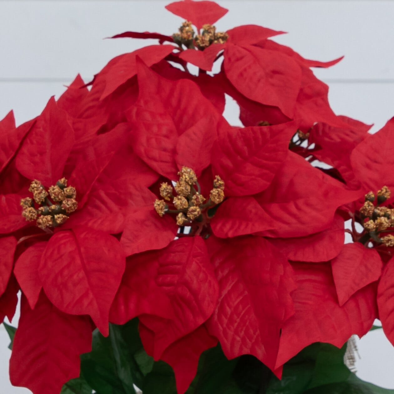 16in artificial poinsettia in burlap planter with red bracts and gold centers Nearly Natural on Tampa Home & Garden Store