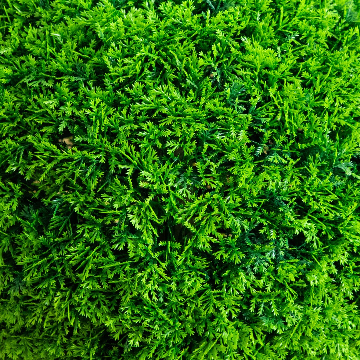 Nearly Natural 16in UV resistant Mediterranean Cypress topiary plant with green faux foliage on Tampa Home & Garden Store