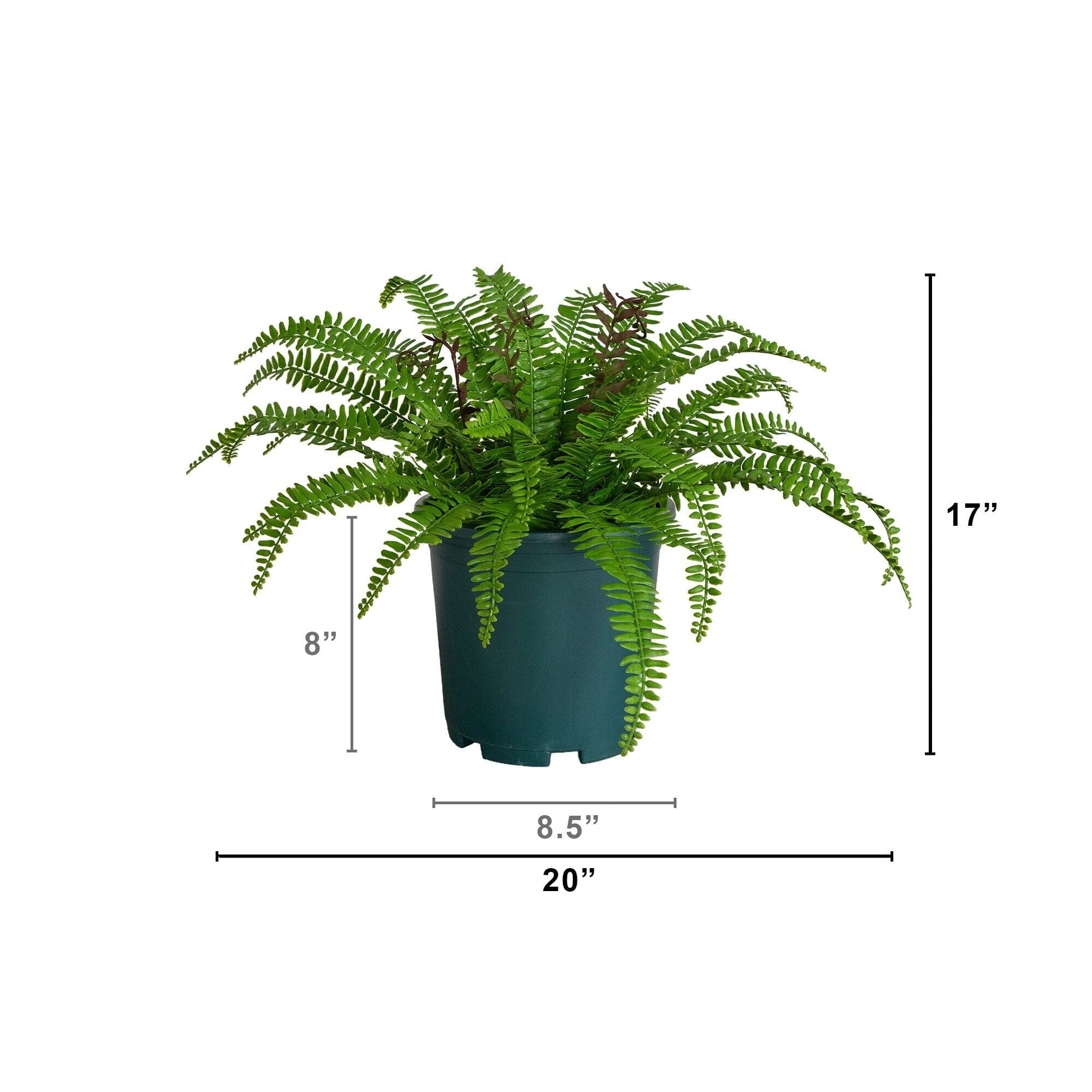 Artificial Boston fern plant 17in UV-resistant in a dark green pot by Nearly Natural on Tampa Home & Garden Store