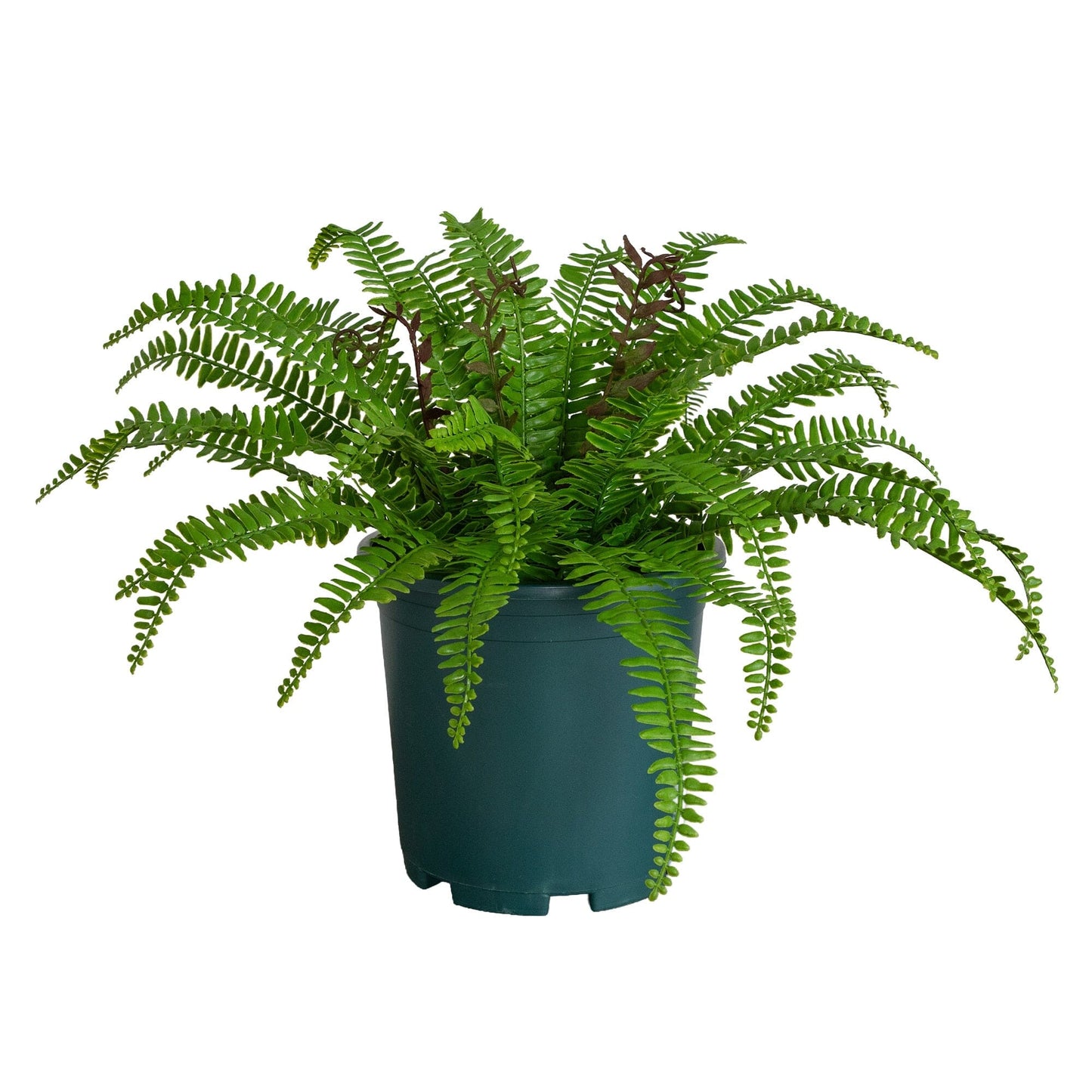 Nearly Natural 17in UV-resistant artificial Boston fern plant in a green pot indoor/outdoor on Tampa Home & Garden Store