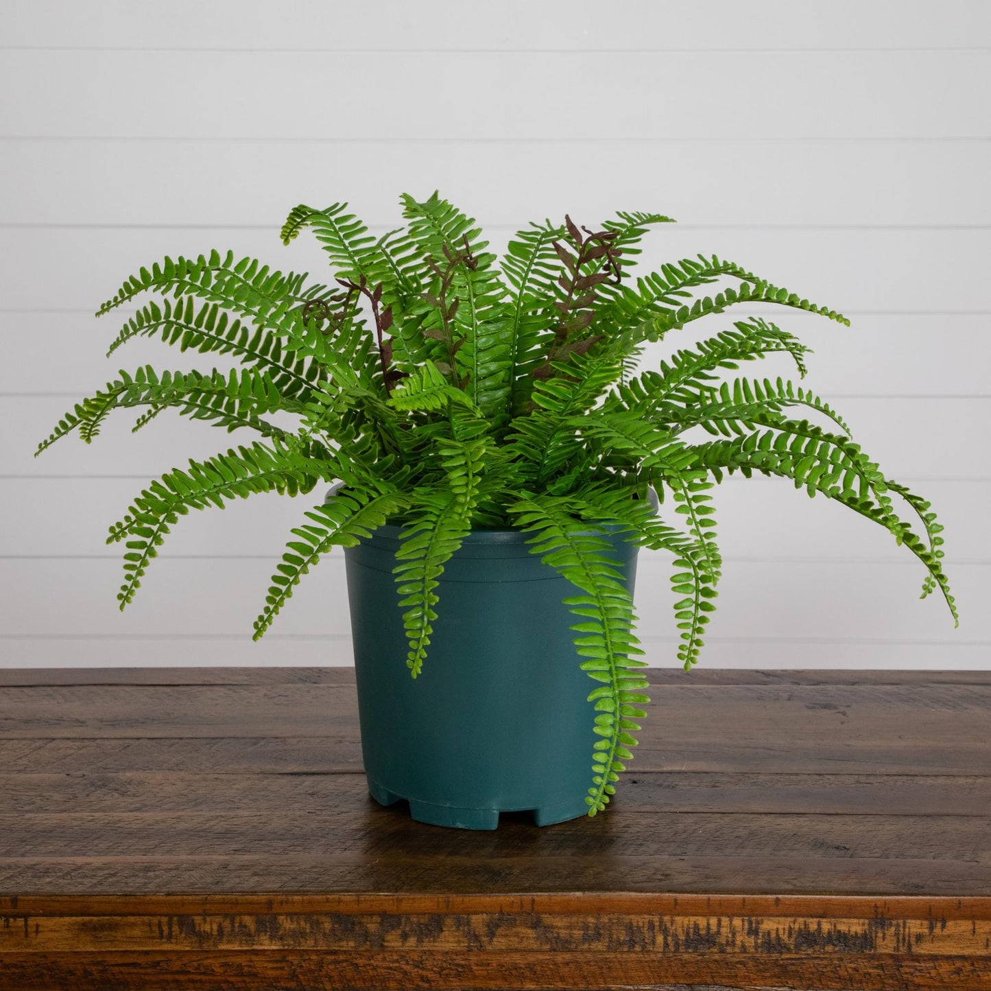 Artificial Boston Fern Plant 17in UV Resistant by Nearly Natural for indooroutdoor on Tampa Home & Garden Store