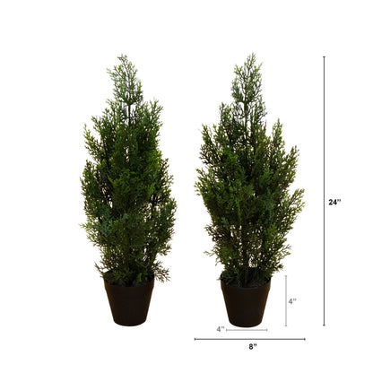 Two Mini Cedar Pine Trees For Indoor Or Outdoor