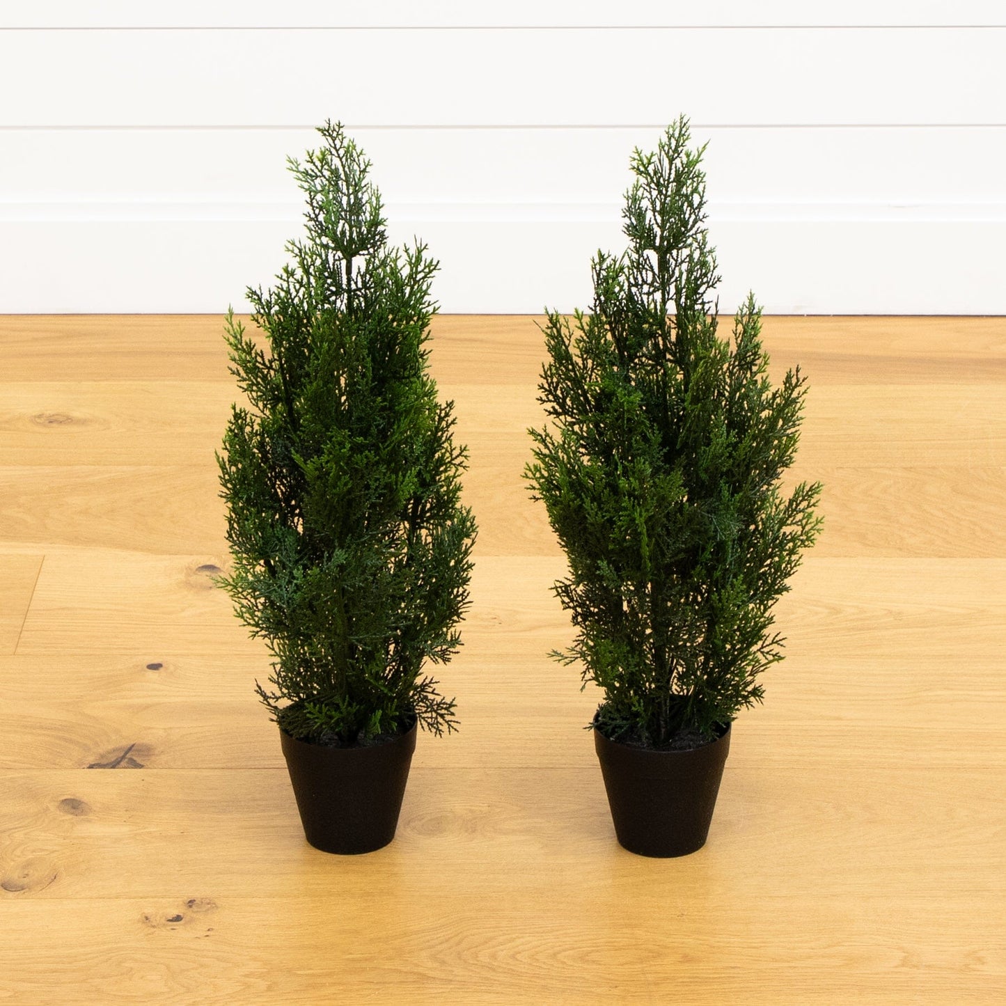 Two Mini Cedar Pine Trees For Indoor Or Outdoor