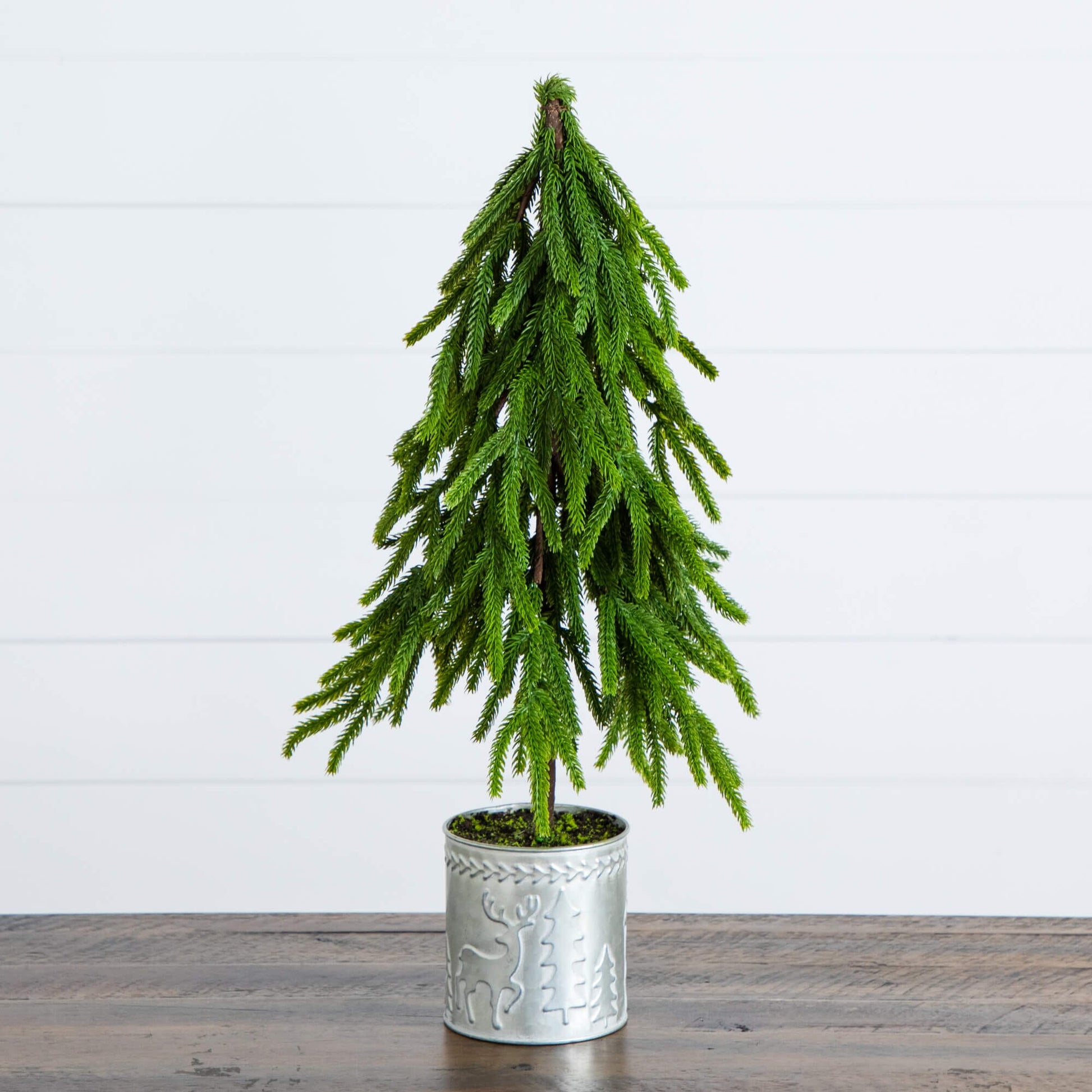 20in Nearly Natural Norfolk Island Pine in a Christmas tin metal planter with natural look on Tampa Home & Garden Store