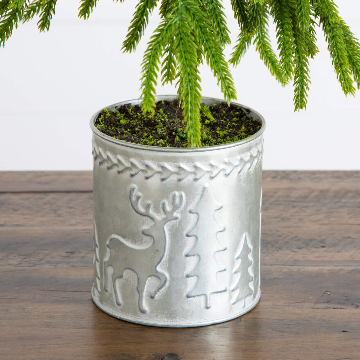 Nearly Natural 20-inch artificial Norfolk Island Pine in a Christmas tin planter on Tampa Home & Garden Store