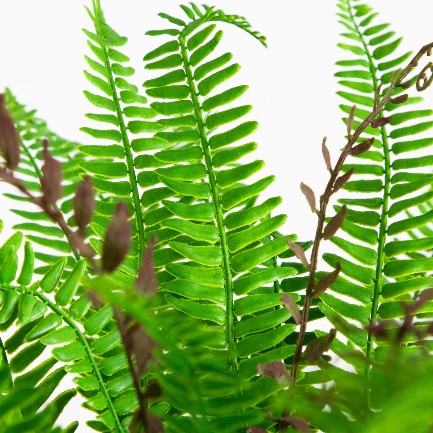 Nearly Natural 23-in UV Resistant Boston Fern Plant artificial indoor outdoor green fronds on Tampa Home & Garden Store