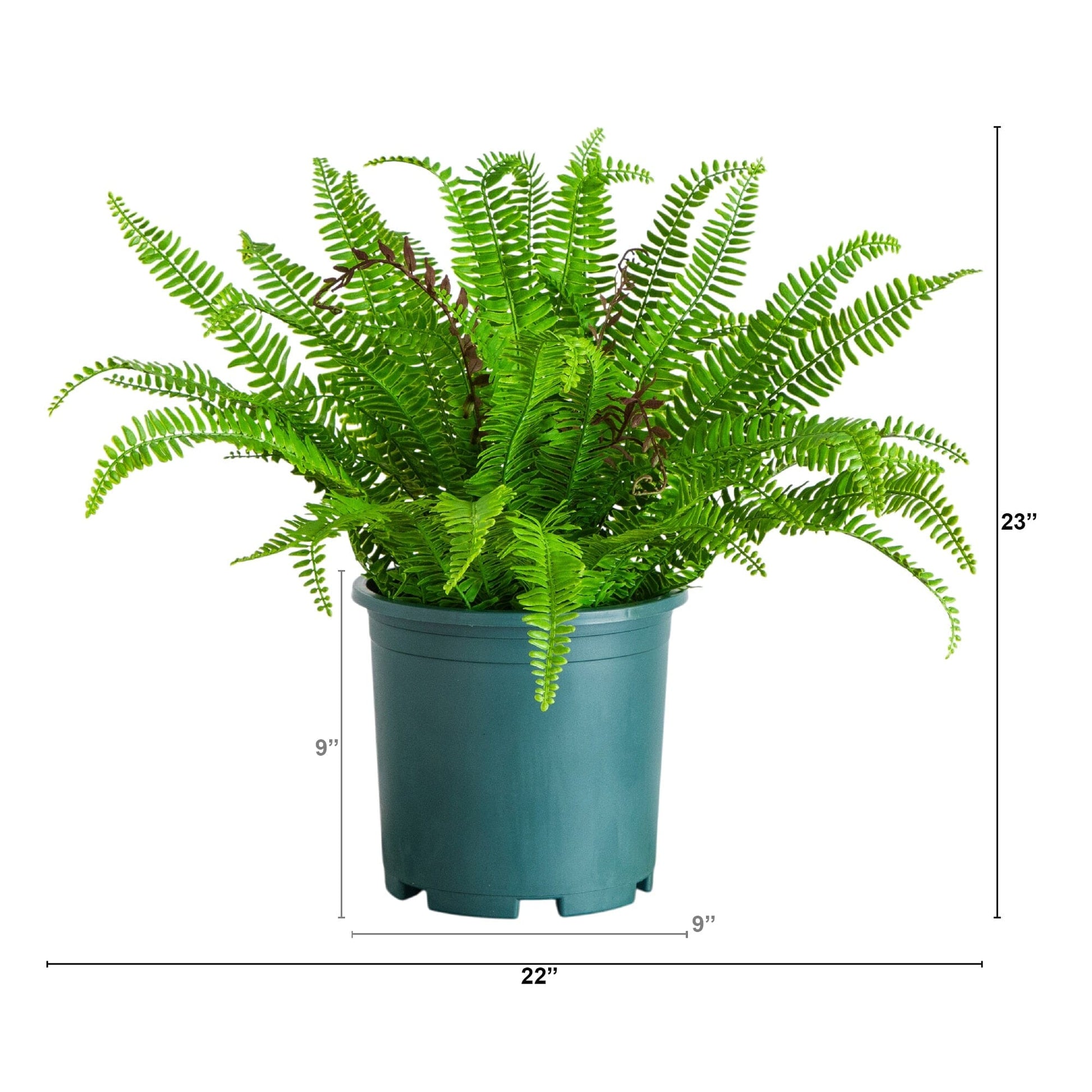 Artificial Boston fern plant 23-in UV resistant, Nearly Natural, teal pot for indoor/outdoor use on Tampa Home & Garden Store