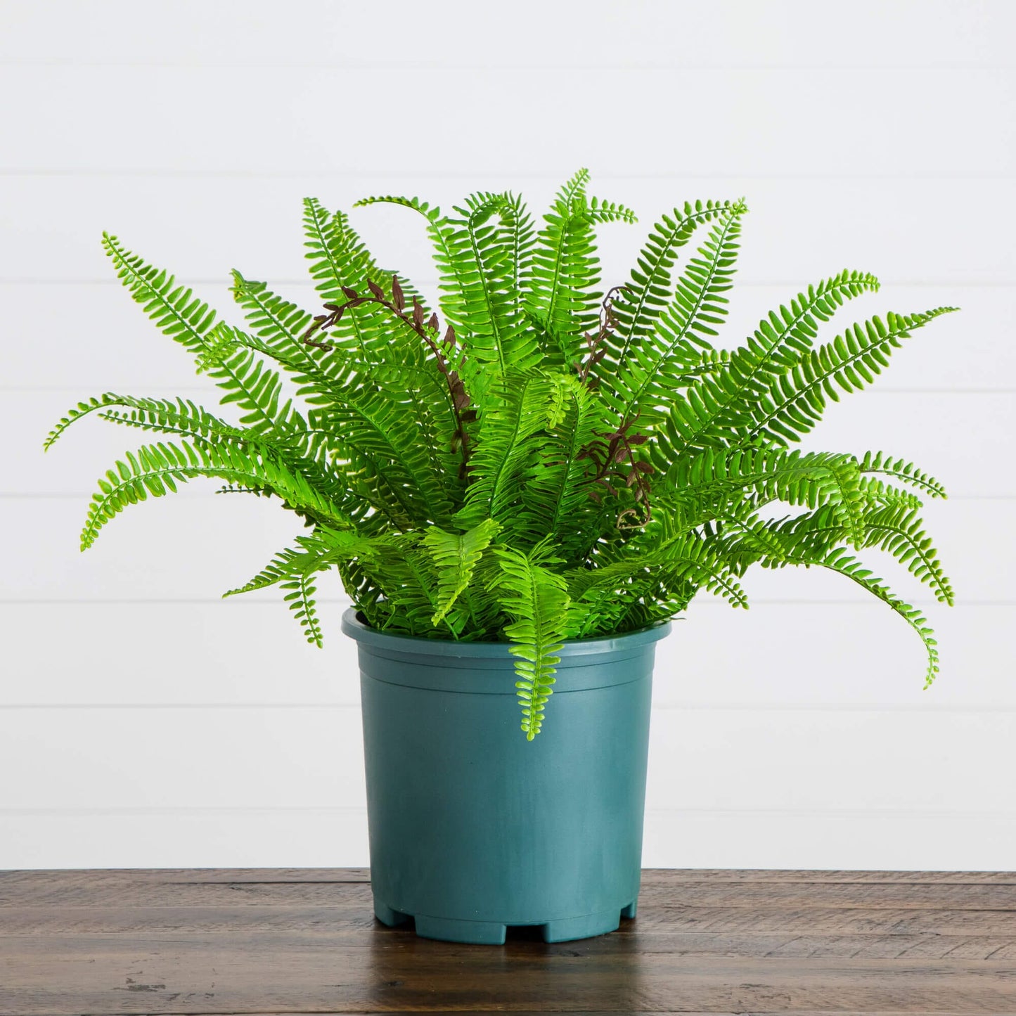 Artificial Boston fern plant, 23-in UV resistant, indoor outdoor use, Nearly Natural in teal pot on Tampa Home & Garden Store