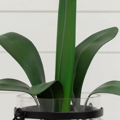 24 inch artificial amaryllis plant in a clear glass vase with glossy green leaves Nearly Natural on Tampa Home & Garden Store