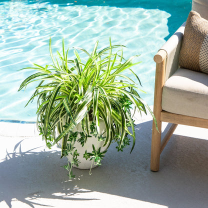 Artificial spider bush with variegated green and white leaves in a white pot by a poolside chair on Tampa Home & Garden Store