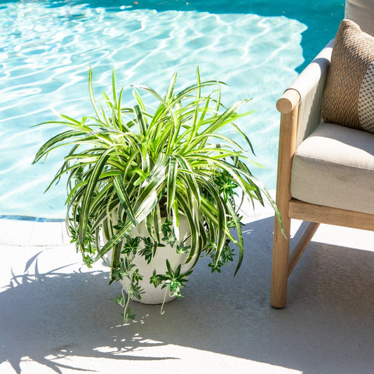 Artificial spider bush with variegated green and white leaves in a white pot by a poolside chair on Tampa Home & Garden Store