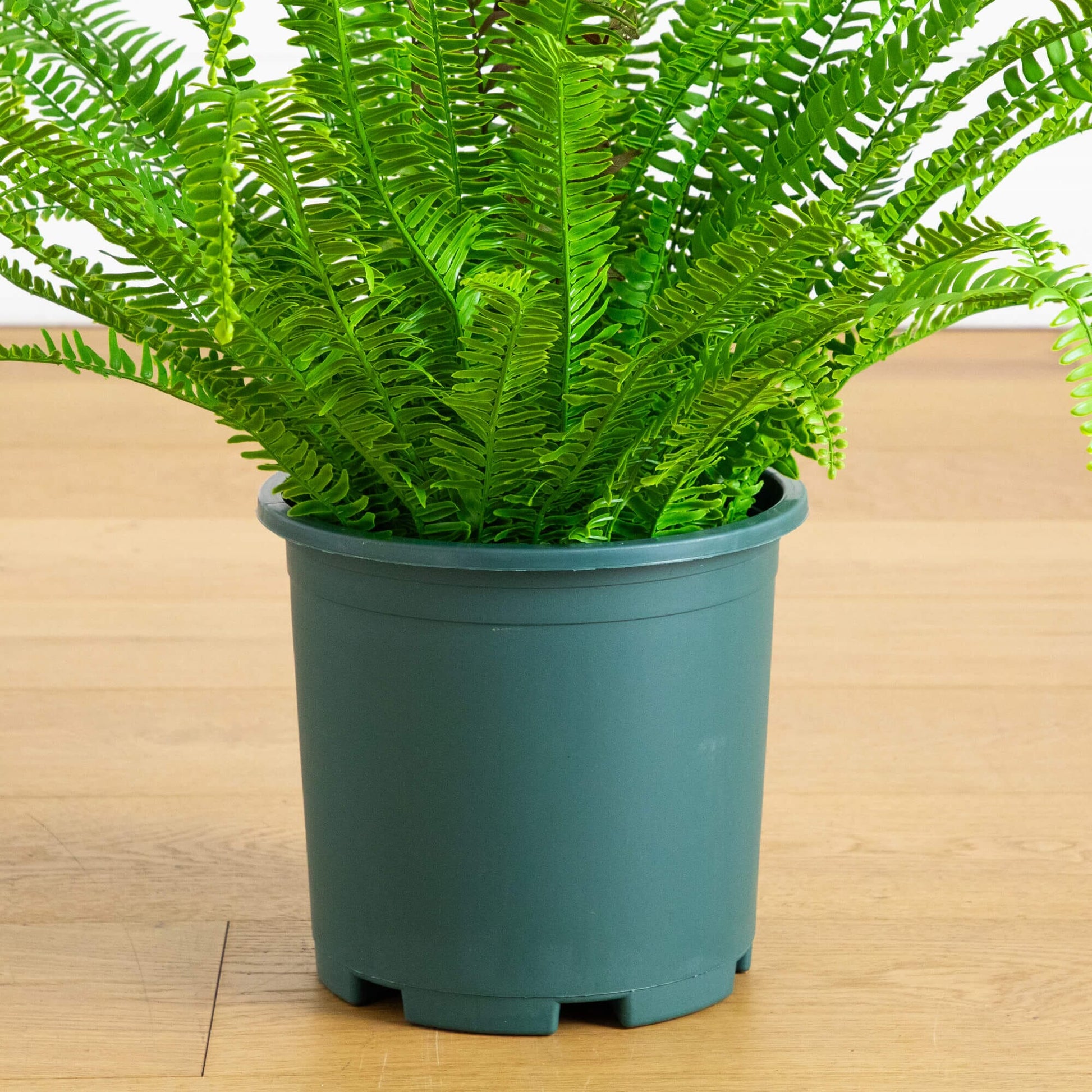 Nearly Natural 27-in UV resistant artificial Real Touch Boston fern plant teal pot on Tampa Home & Garden Store