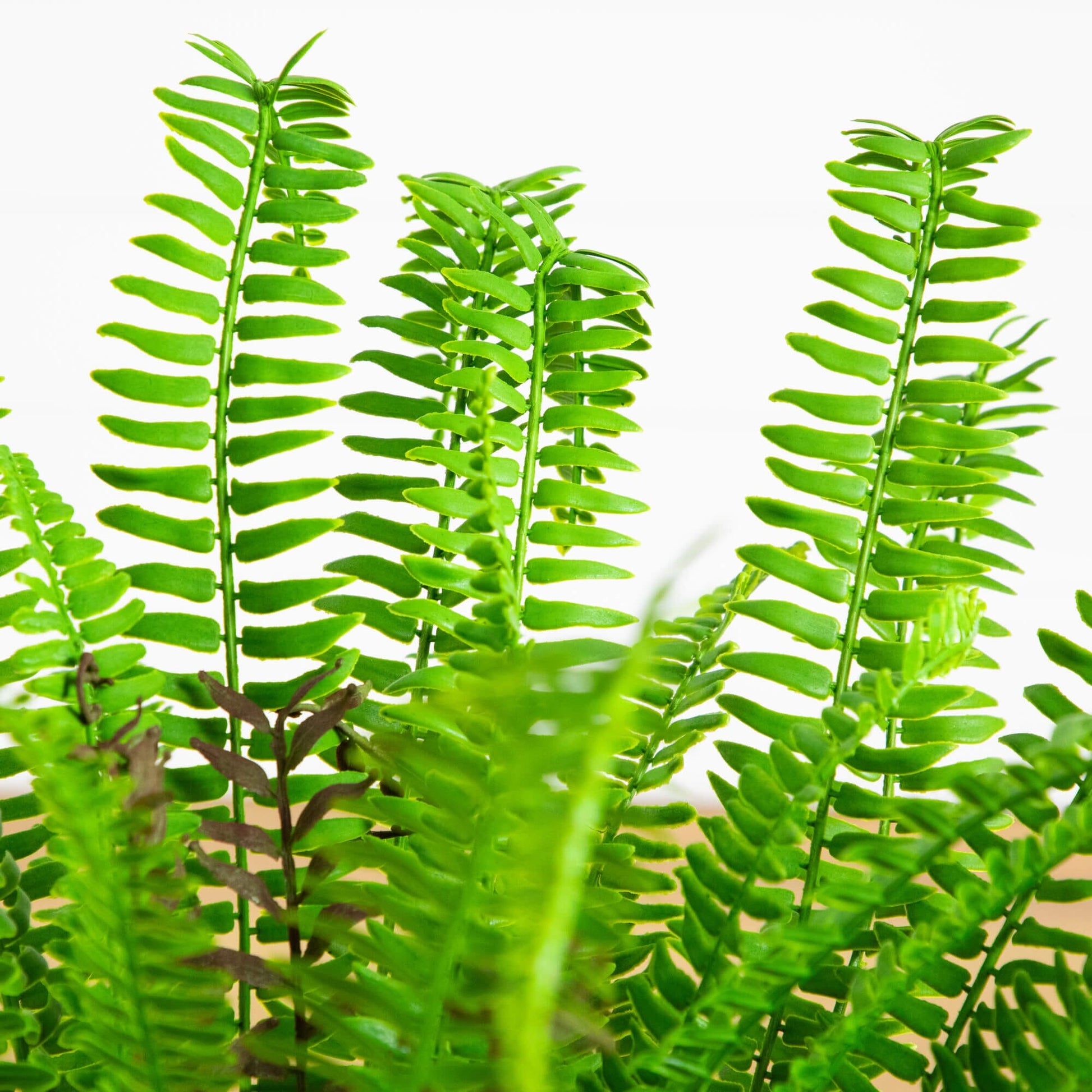 Nearly Natural 27-in UV resistant artificial Boston fern plant with lush green fronds indoor/outdoor on Tampa Home & Garden Store