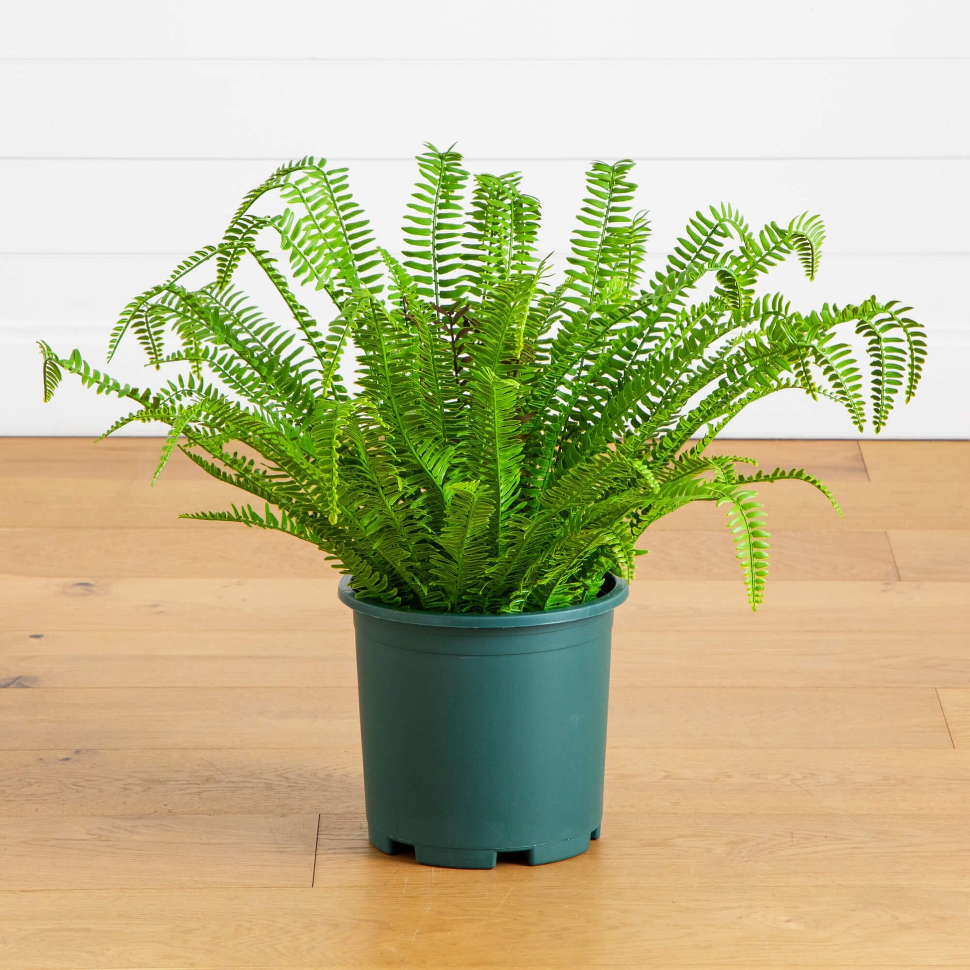27-in UV resistant artificial Boston fern plant from Nearly Natural in a green pot on Tampa Home & Garden Store